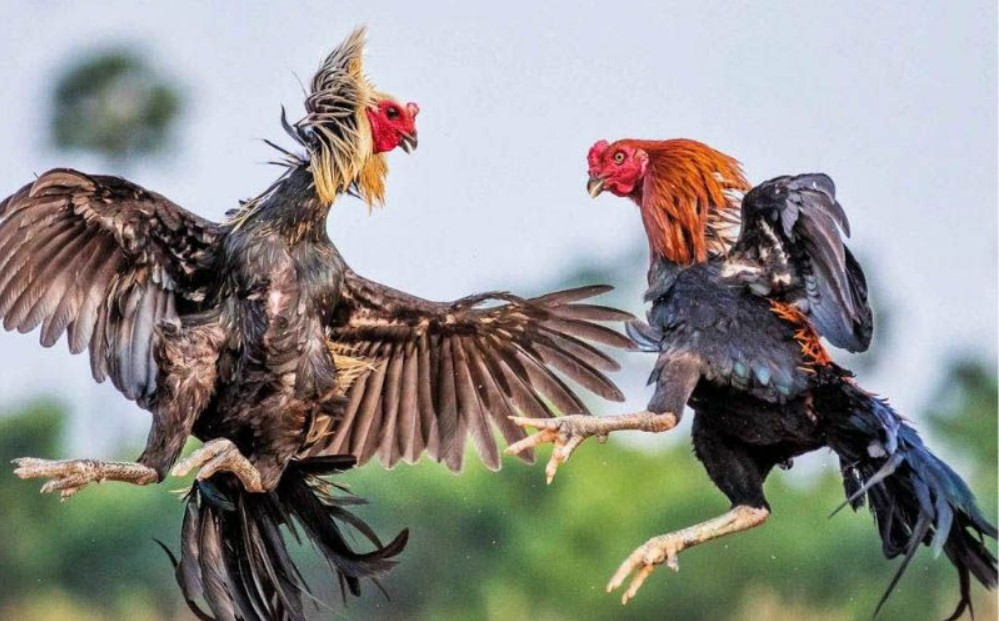 Đá Gà Thomo Trực Tiếp